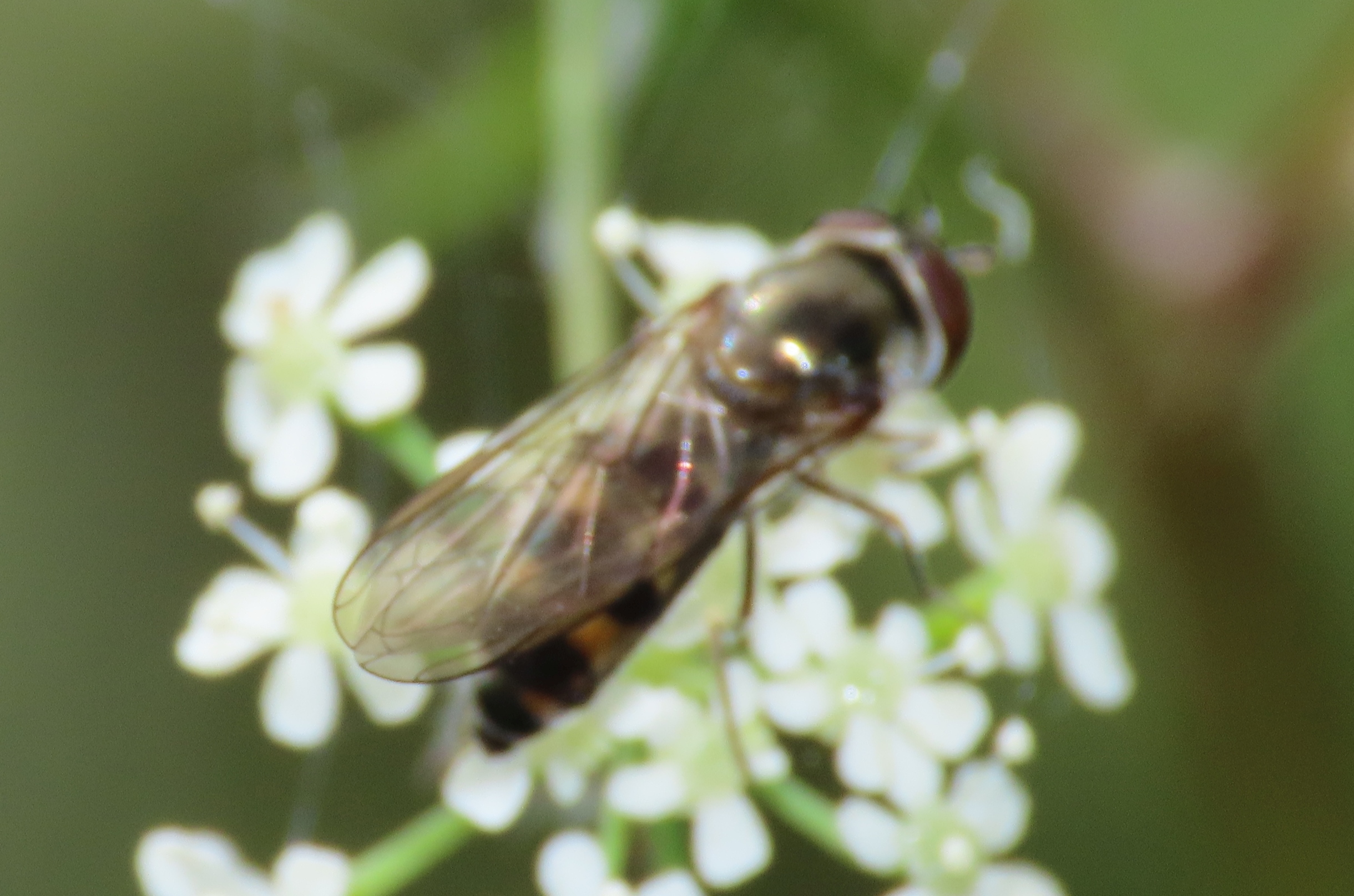 Meliscaeva-auricollis
